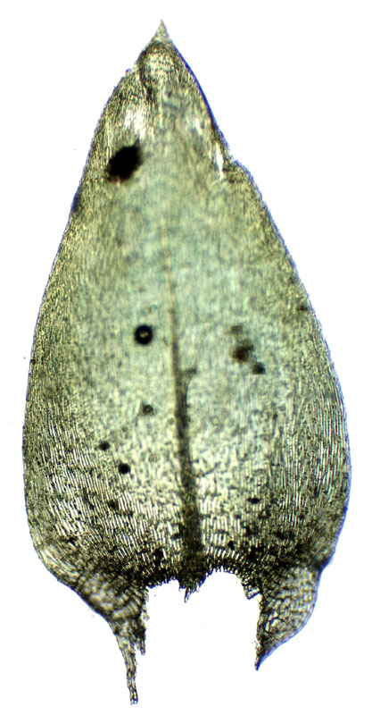 Brachythecium rivulare